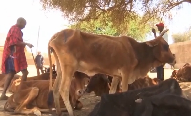 Kenya szarvasmarha pusztulás