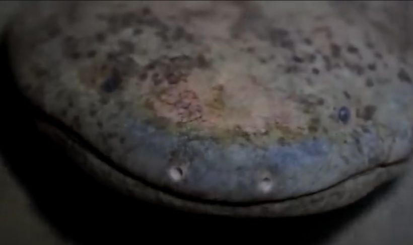 Kínai óriásszalamandra