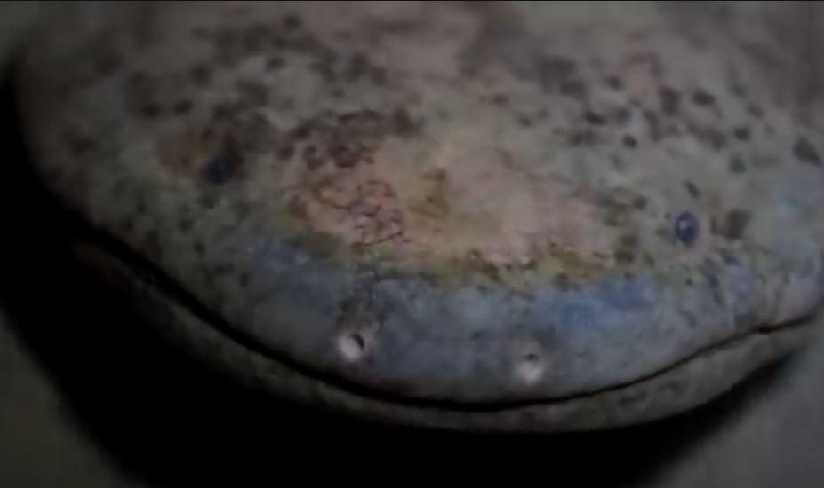 Kínai óriásszalamandra