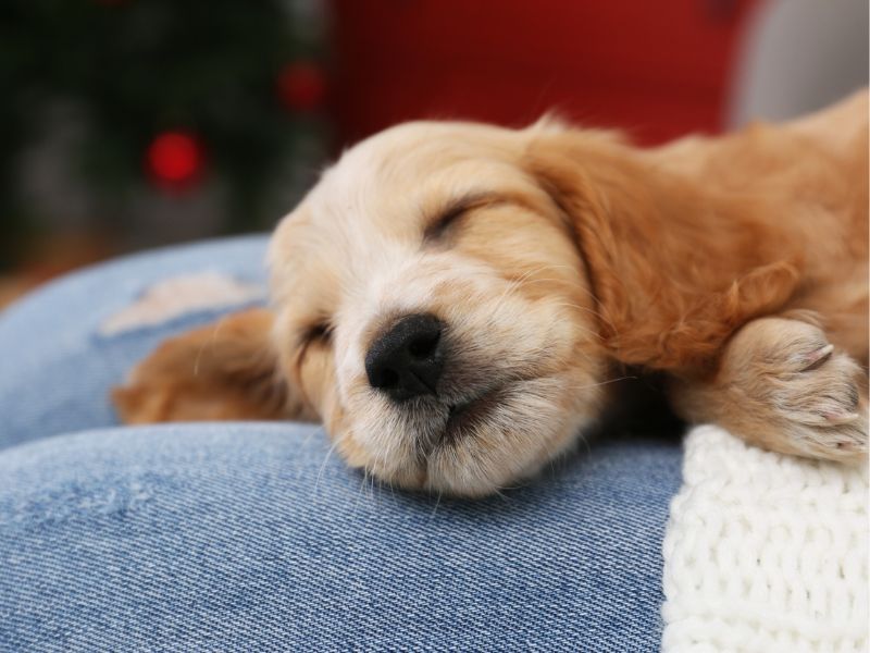 kutyavásárlás előtt