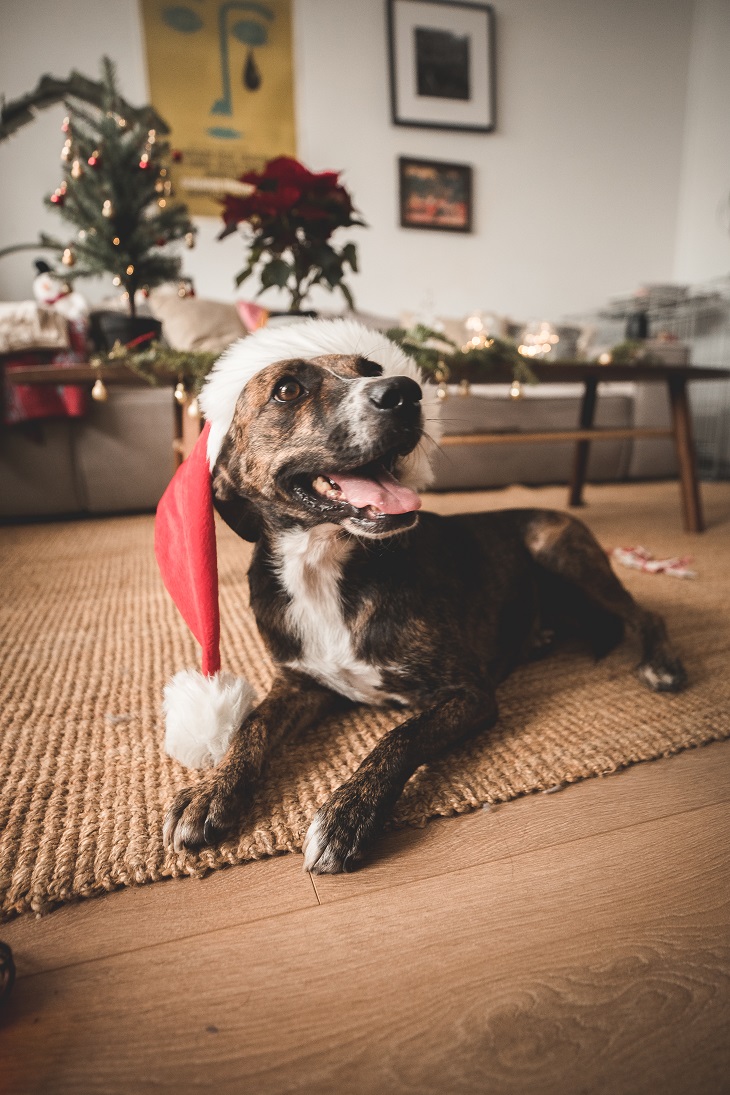 Állatot karácsonyra