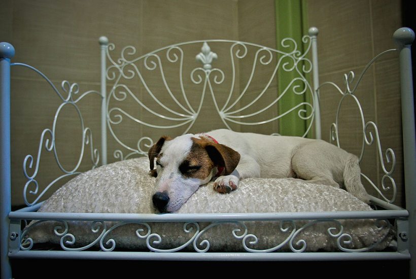 'Actuel Dogs' - Luxury Dogs Hotel Visit