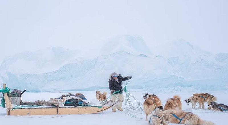 Kutyafotózás John Fabiano