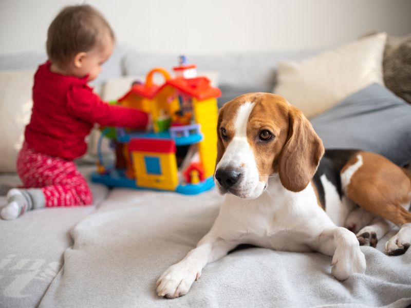 A kutyákat is megviseli a kisbaba születése