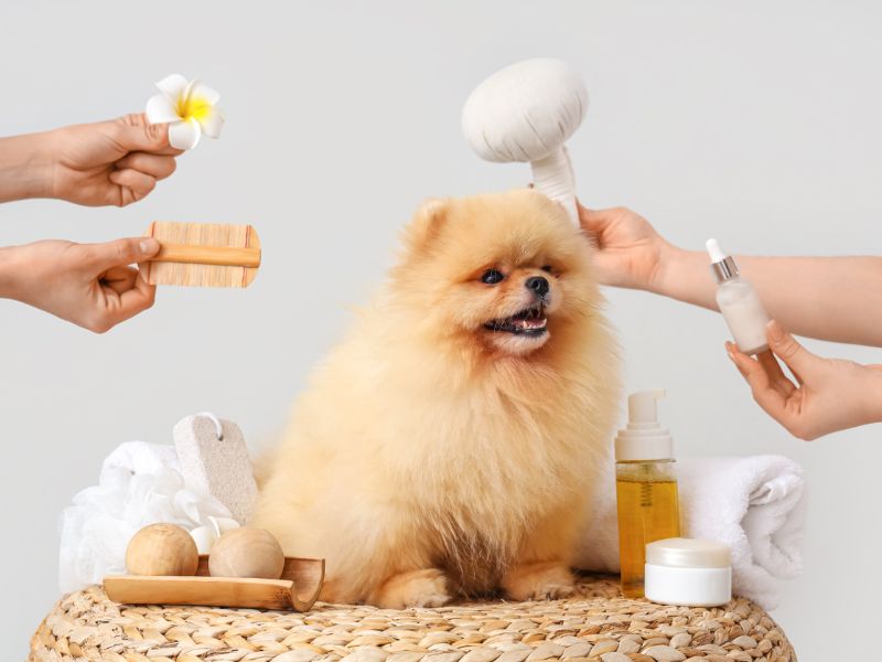 Kutyaparfüm hódít a gazdik között