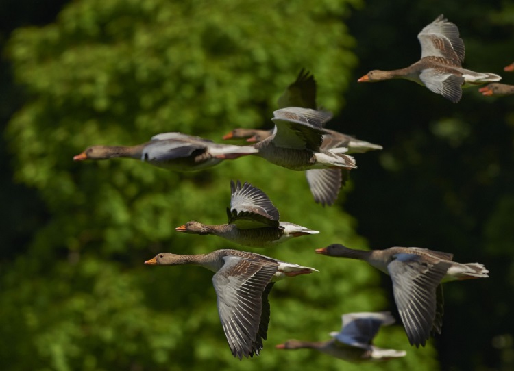 Madarak beszéde vándorlás közben