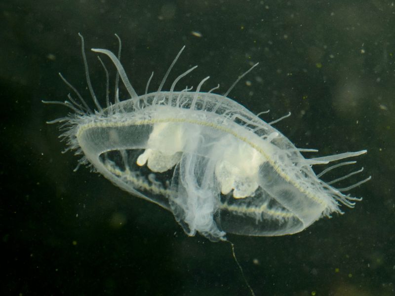 medúza Magyarországon