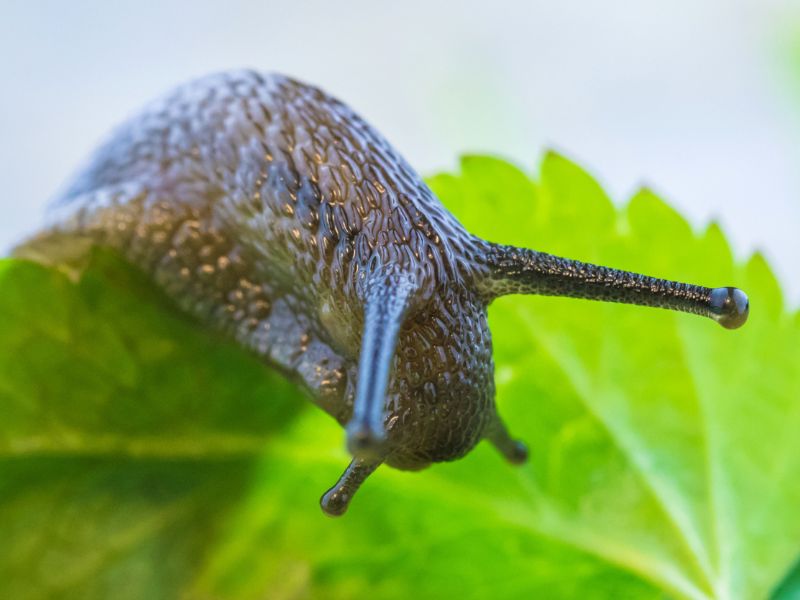 Így védekezz meztelen csigák ellen természetes módszerekkel