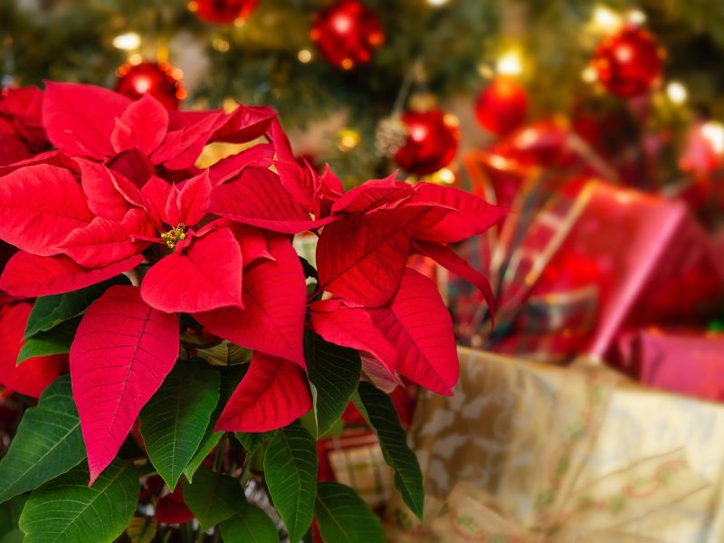 mikulásvirág ünnepi környezetben a nappaliban