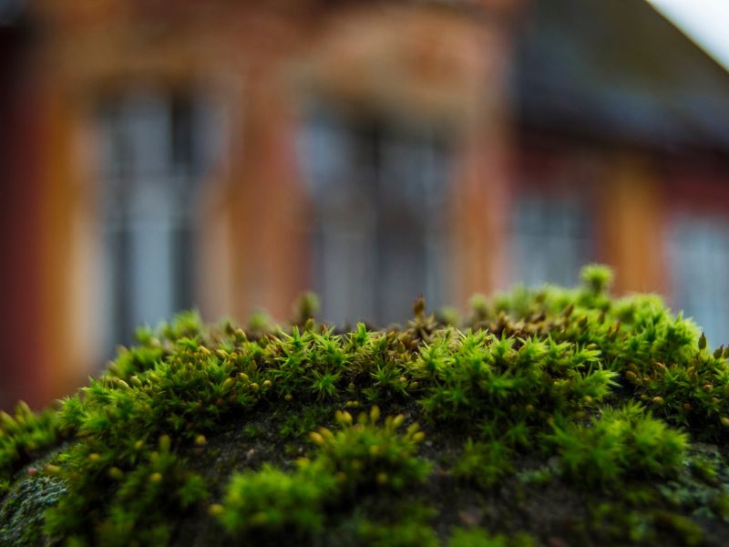 A moha eltávolítása nem is olyan egyszerű. Elnyomja a többi növényt