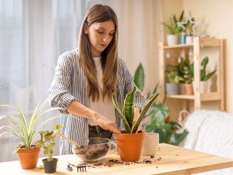 A szobanövényekkel nemcsak szebbé tesszük otthonunkat, hanem hatékony növények penész ellen módszerrel harcolhatunk a túlzott nedvesség és a levegőben lévő méreganyagok ellen