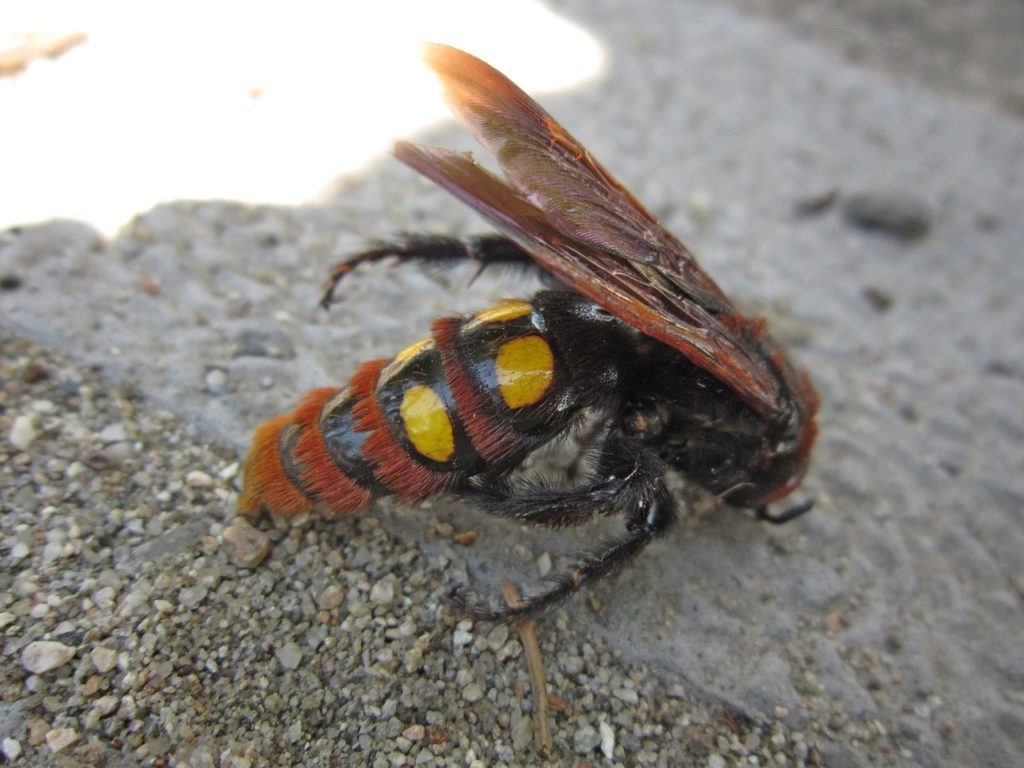 Európa legnagyobb darazsa az óriás tőrösdarázs
