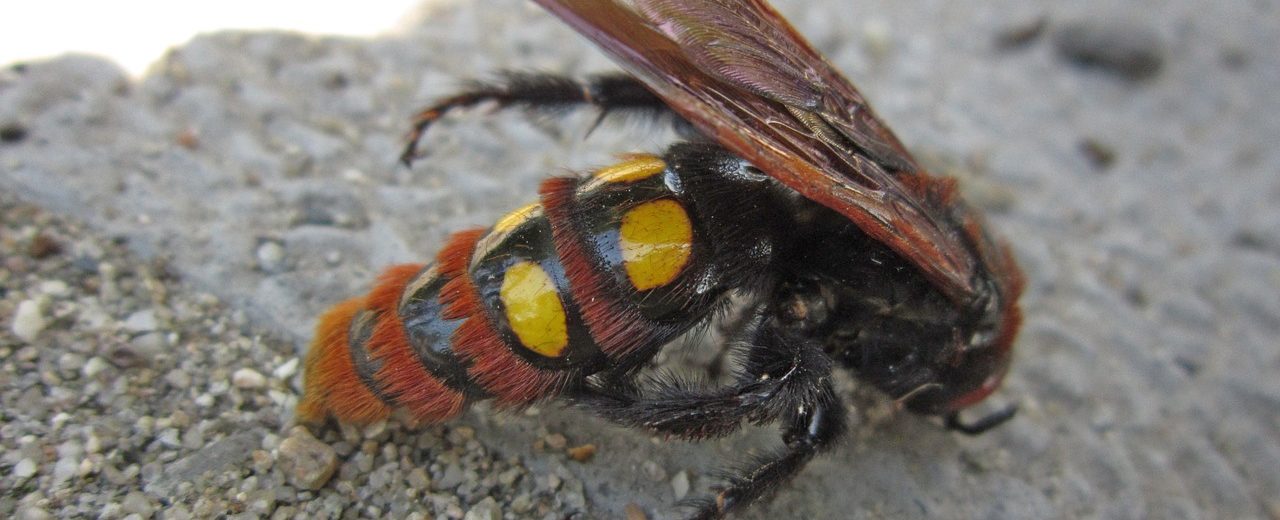 Európa legnagyobb darazsa az óriás tőrösdarázs