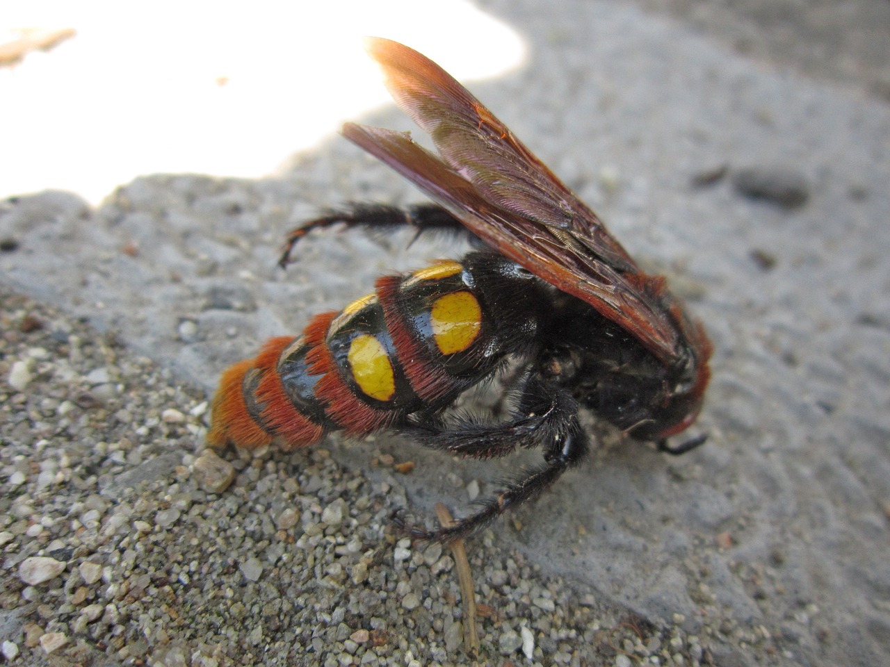 Európa legnagyobb darazsa az óriás tőrösdarázs