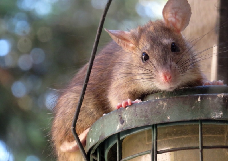 Otthoni praktikák rágcsálók ellen