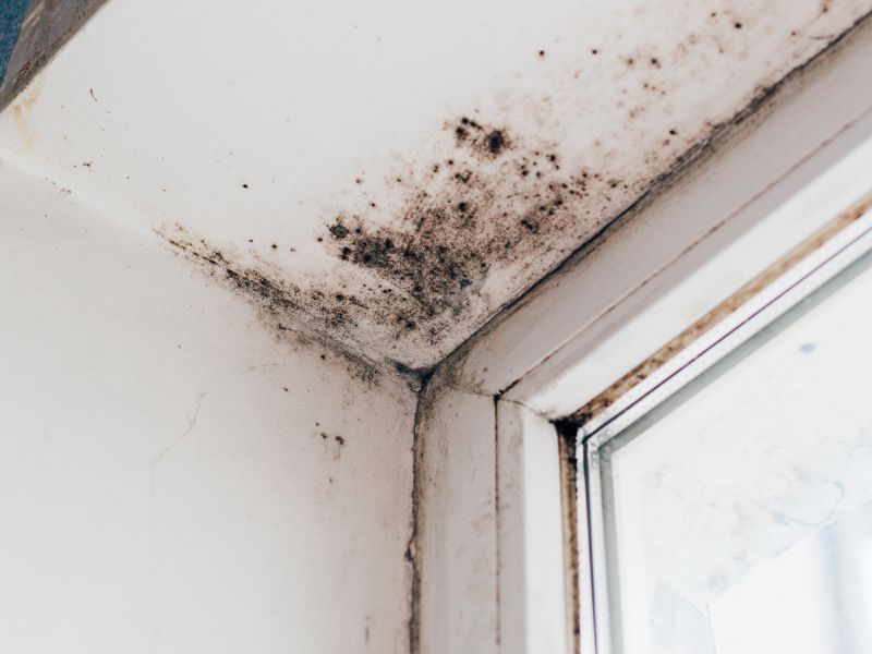 Hasznos tippek penész ellen