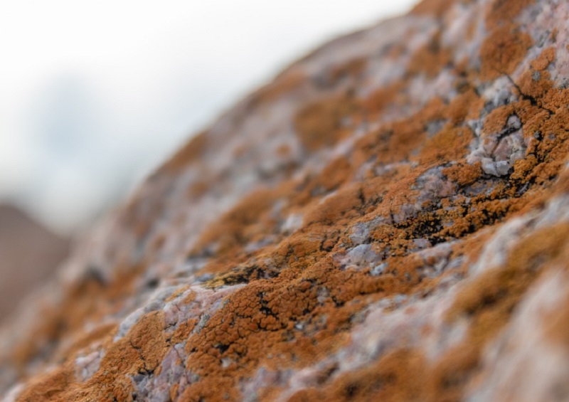 Penész eltávolítása otthonunkból