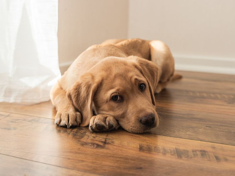 Létezik pesszimista kutya