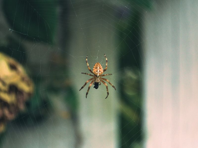 Így védekezz a pókok ellen