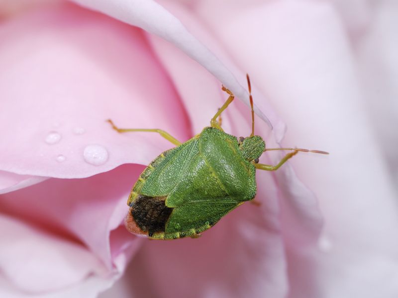Így védekezz természetesen a poloskák ellen