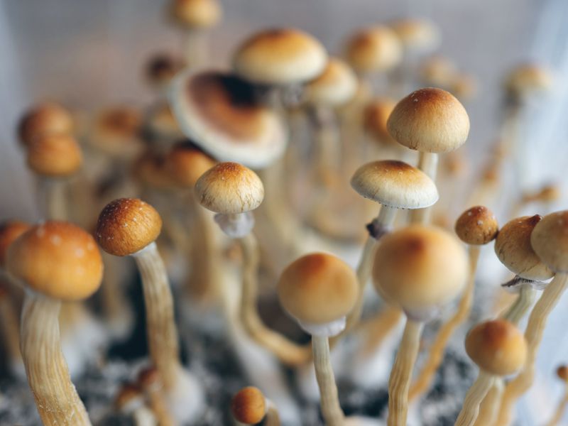 pszichedelikus terápiákhoz szükséges varázsgomba
