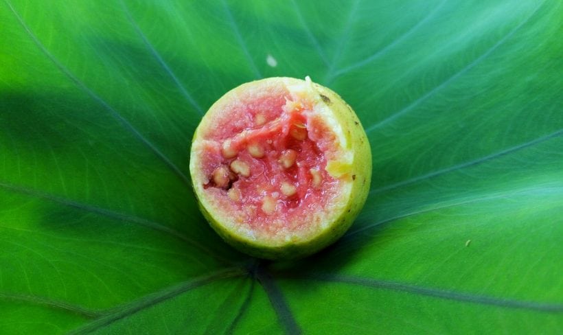 Az Acai bogyó (Acai Berry) segít a fogyásban, véd az öregedés ellen