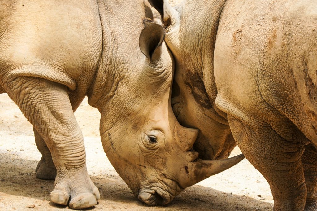 rhinoceros_pixabay