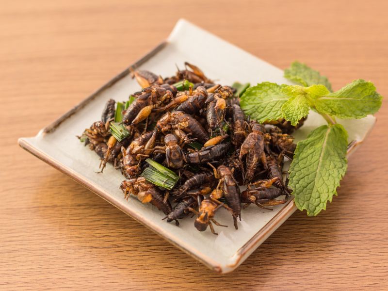 Újdonság a rovaralapú étterem