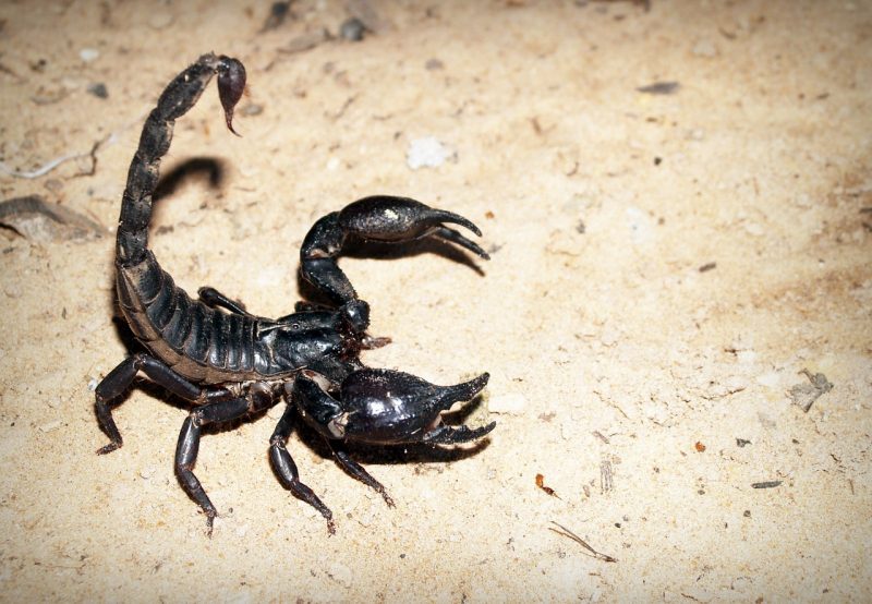 skorpió és paraziták rajta parazita képek