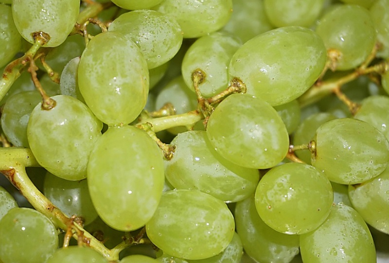 Szerelem megtalálása szőlőelmélet