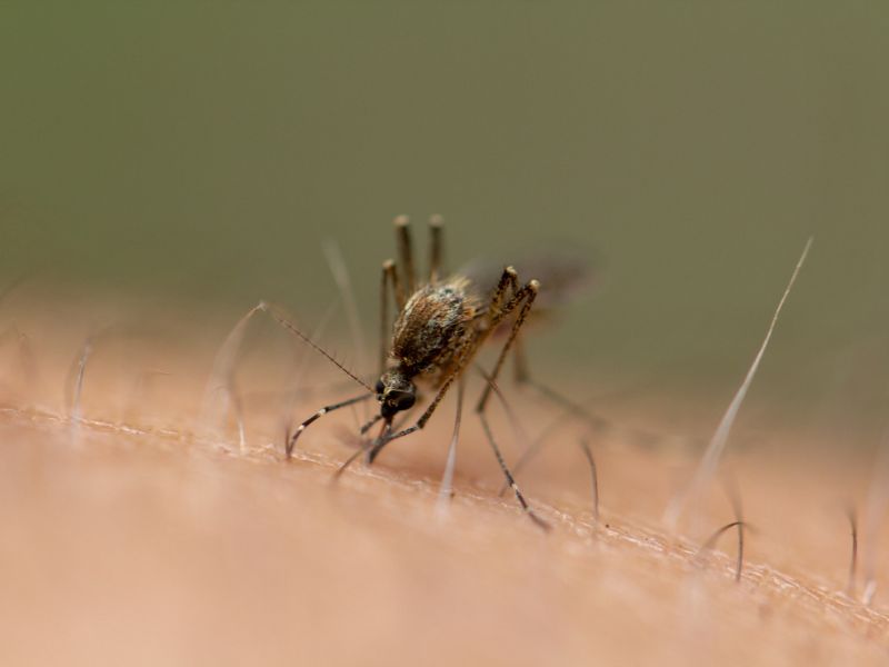 A Nyugat-nílusi vírus újabb betegeknél jelent meg Magyarországon