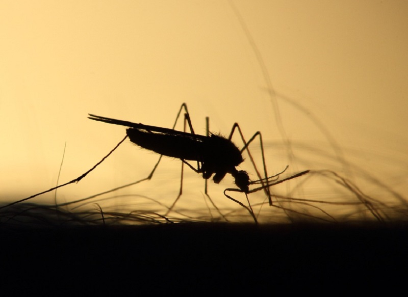 veszélyes betegség szúnyog