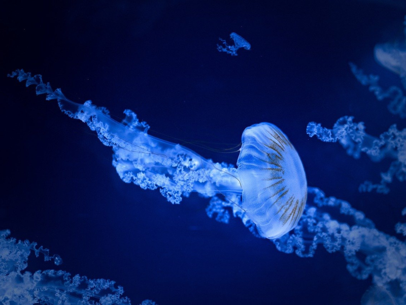 antibiotikum-felfedezés