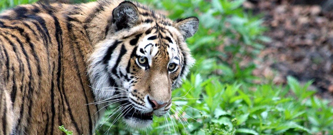 Szibériai tigris / Pixabay