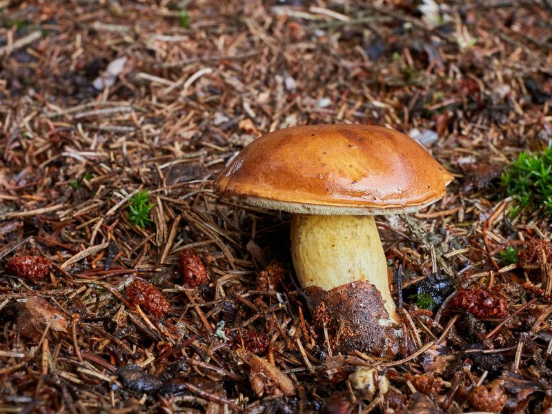 Ez a gomba rák ellen segíthet