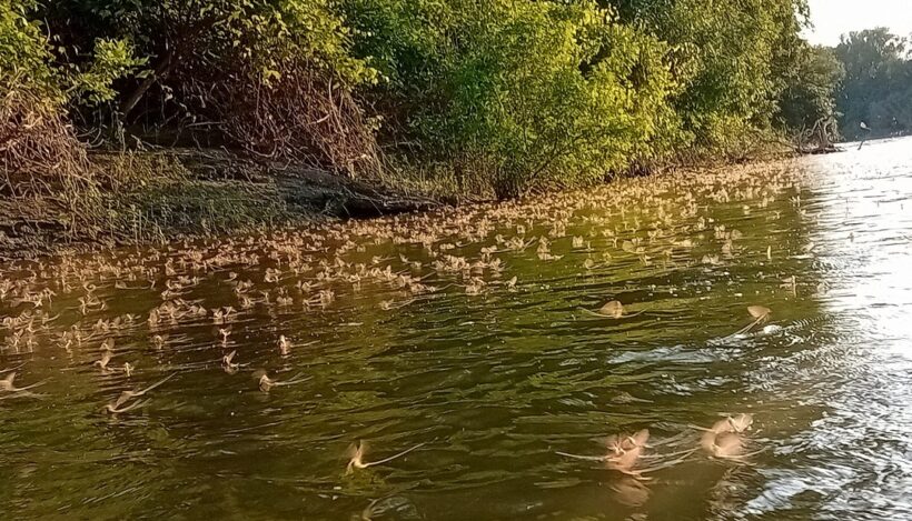 Tiszavirágzás 2025