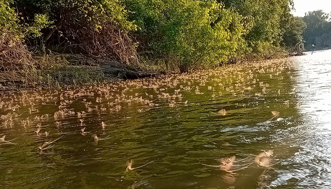 Tiszavirágzás 2025