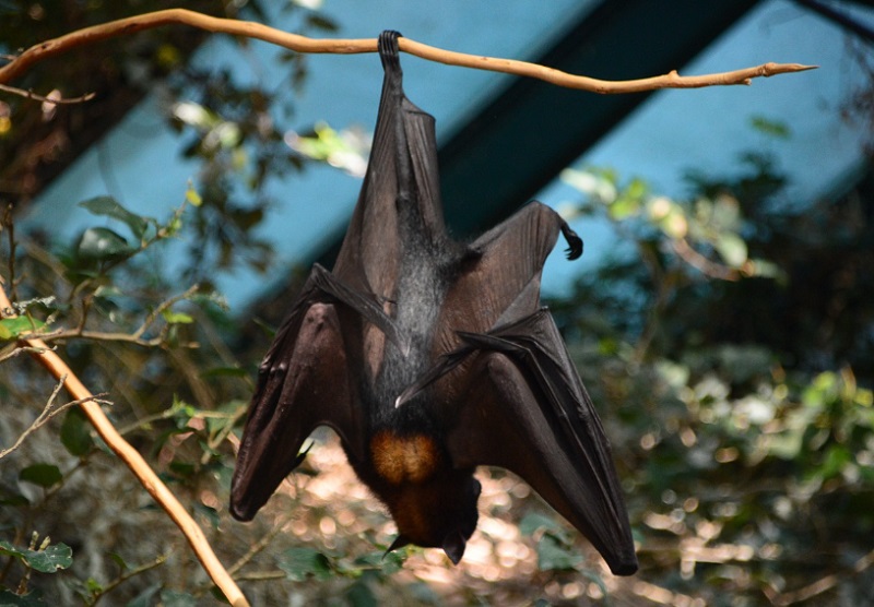 Vadon élő állatok pusztulnak a hőségben