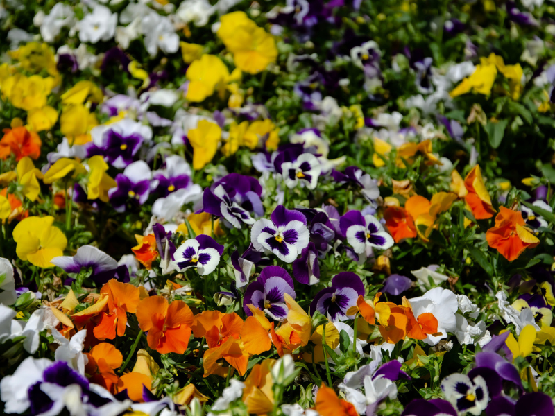 Három őszi növény, ami még a hó alatt is virágzik – Így marad színes a kerted egyész télen. Íme az árvácska
