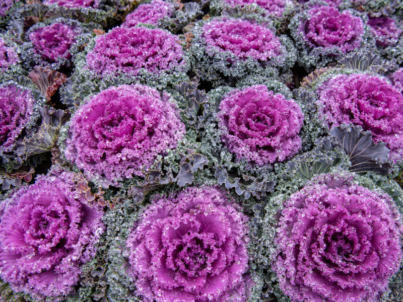 Három őszi növény, ami még a hó alatt is virágzik – Így marad színes a kerted egyész télen. Íme a díszkáposzta