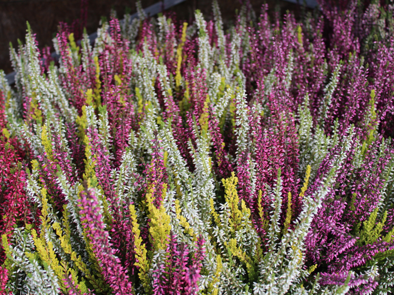 Három őszi növény, ami még a hó alatt is virágzik – Így marad színes a kerted egyész télen. Íme a csarab